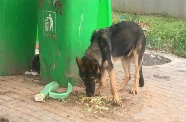 警犬被盗事件通报 事件相关派出所所长已被停职