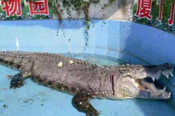 �ο���������������ô����?����:��ô�����Լ��ӽ�ȥ?