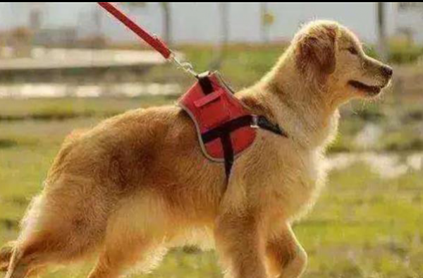 杭州回应棒杀犬只真相 真有其事还是遭到揣测诽谤？