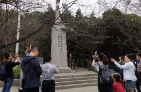 被天气搞晕的武大樱花 学生：天气忽冷忽热把樱花逼疯