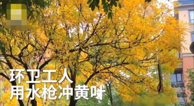 环卫工用高压水枪打黄叶 领导要求没树叶 网友：自己扫
