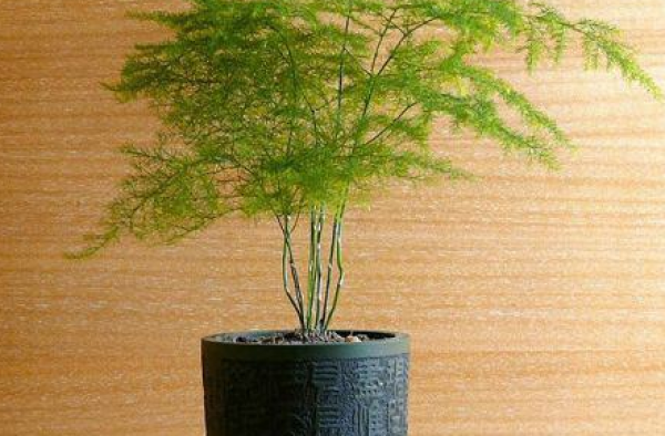 哪几种植物适合在家里种养？这五种你知道么