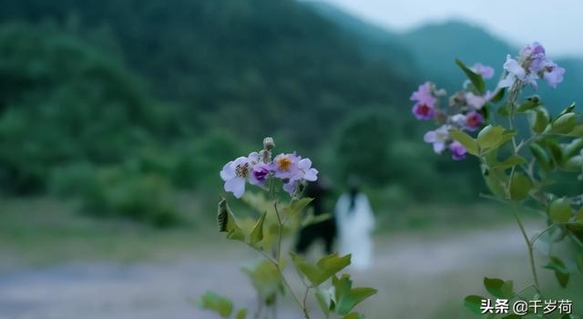 《陈情令》中的蔷薇花，你注意到了吗？