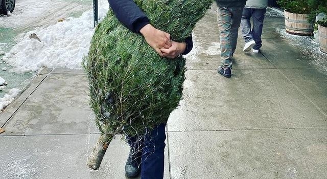 陈法拉晒二婚外籍老公，为省钱让他扛树，富商前夫曾称离婚是被逼